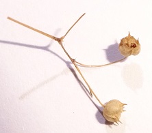 Two fruit capsules ready for harvest photo